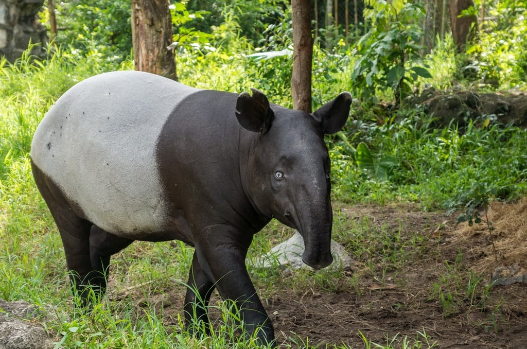 Malayan tapirs, Malaysia