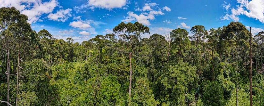 Rainforests, Malaysia