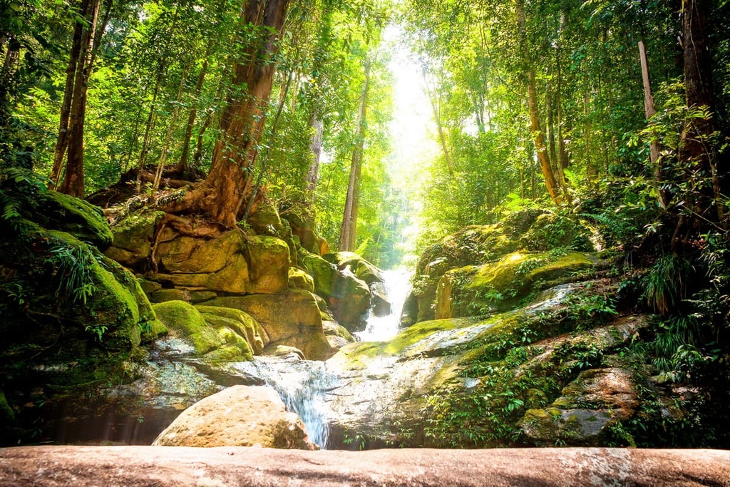 jungle of Sarawak on Borneo, Malaysia