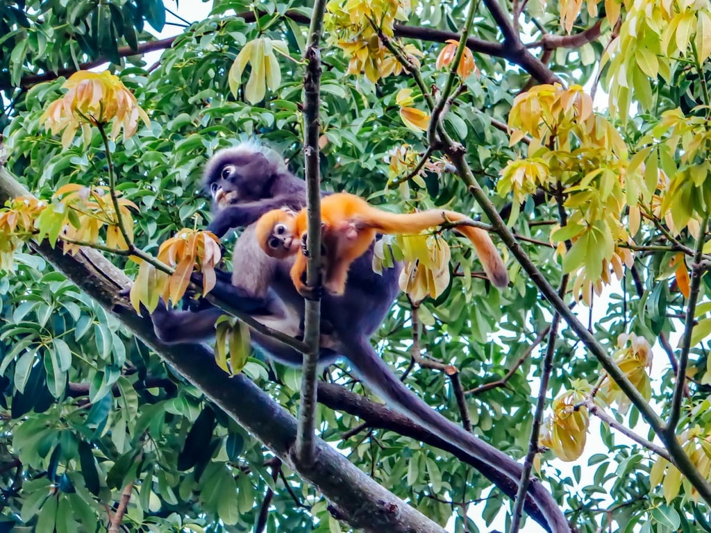 langur, Malaysia