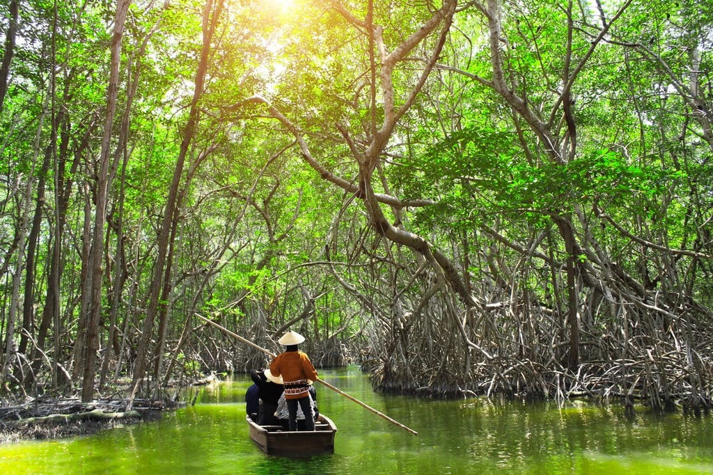 mangrove forest, Malaysia