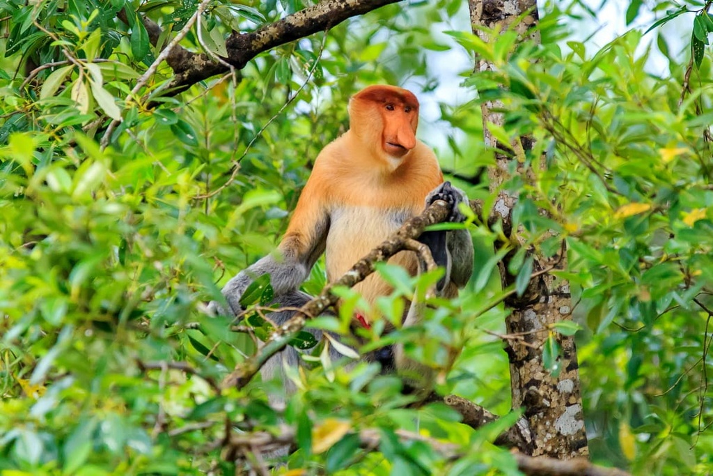 proboscis monkey, Borneo, Malaysia