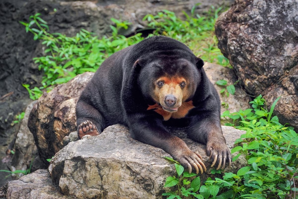 sun bear, Malaysia