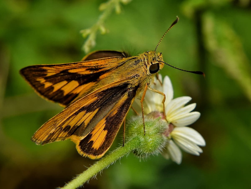 moth, Malla Strict Nature Reserve, Finland