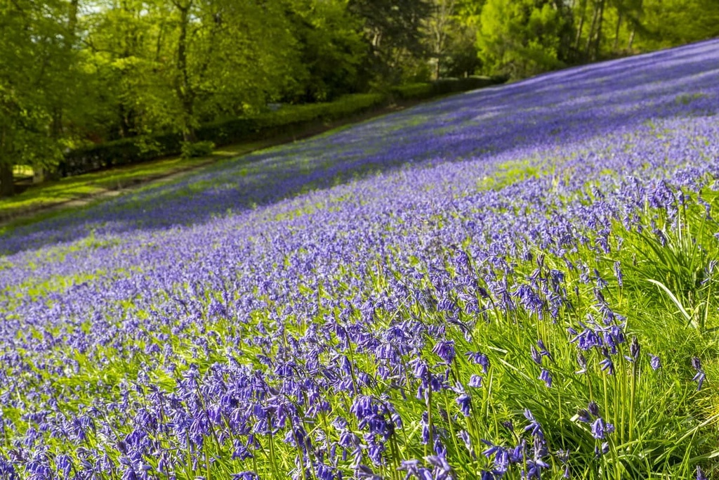 Bluebells in spring, Malvern Hills Area, England