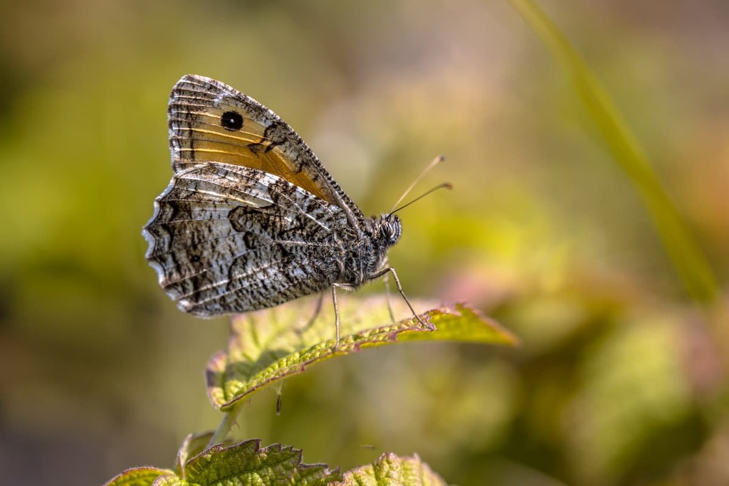 Rock grayling (Hipparchia semele) butterfly, Malvern Hills Area, England