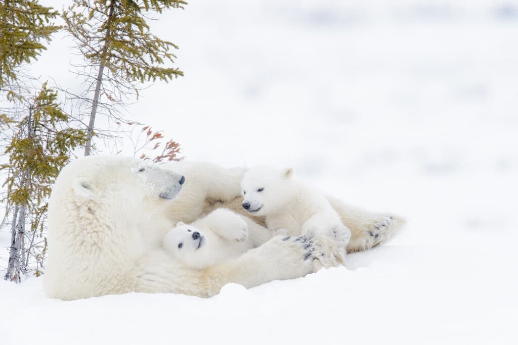 Polar bear, Wapusk National Park, Manitoba, Canada 