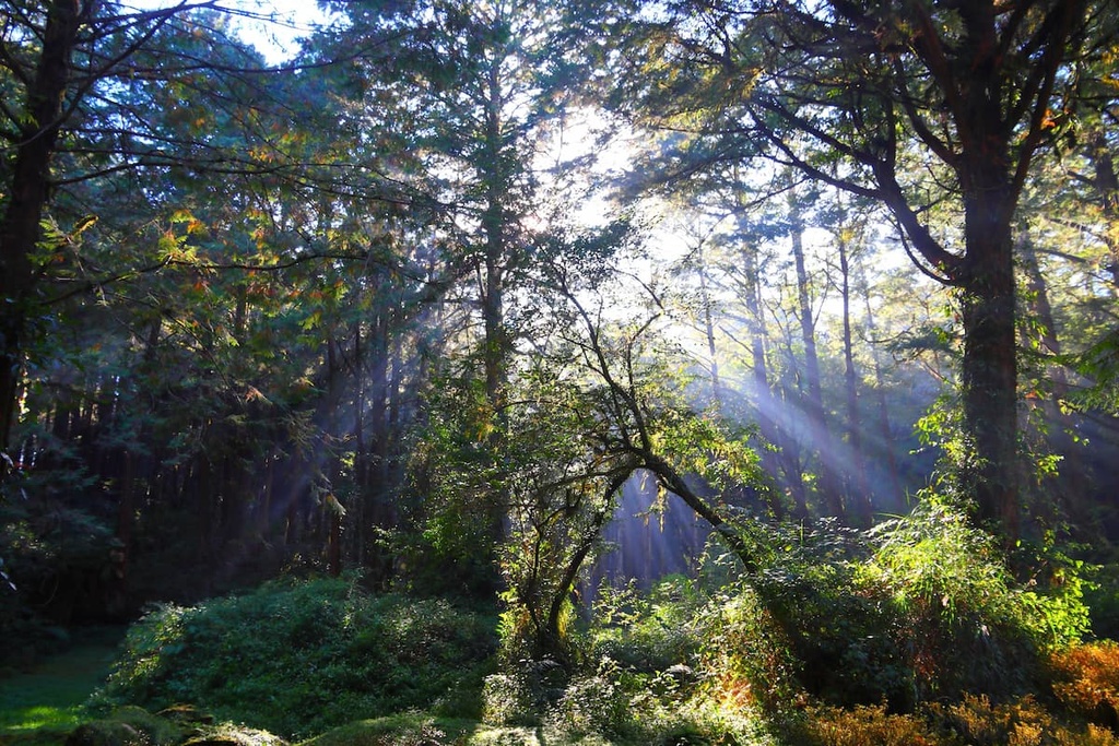 Manyueyuan National Forest, Taiwan