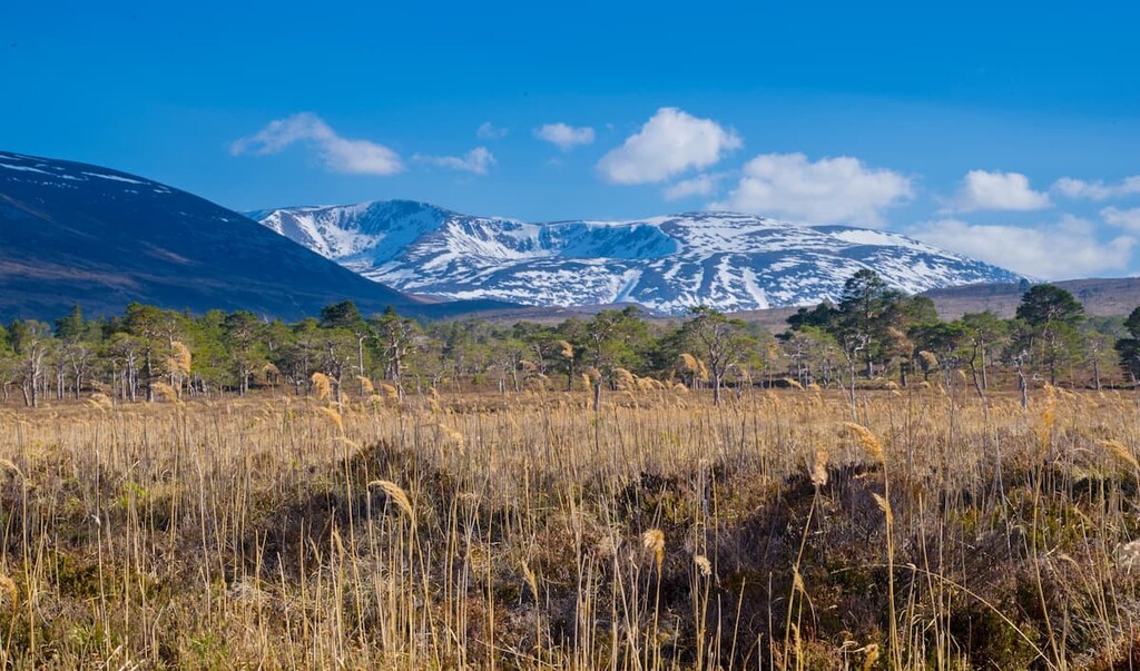 Braeriach, Mar Lodge Estate National Nature Reserve, Scotland