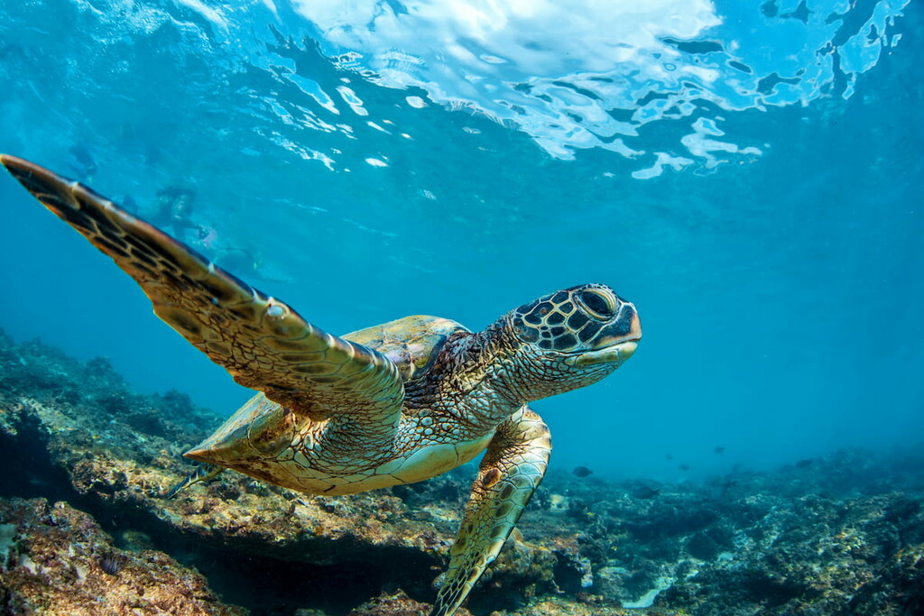 Sea Turtle, Maui, Hawaii