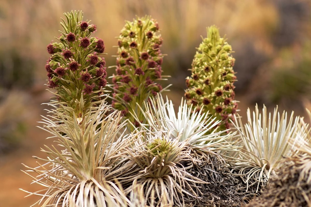 Mauna Kea Forest Reserve, Hawaii