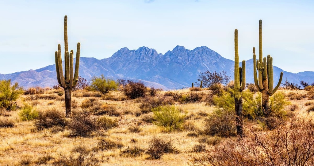 Mazatzal Wilderness   Mazatzal Wilderness Arizona Cactus 