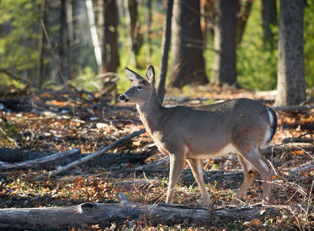 Deer, McKenzie Mountain Wilderness