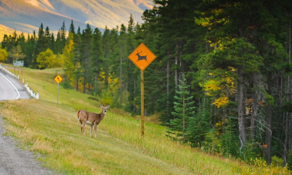 Deer, McLean Creek Public Land Use Zone, Alberta