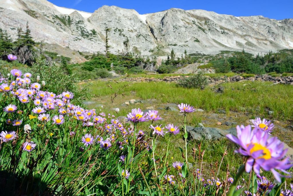 Medicine Bow National Forest