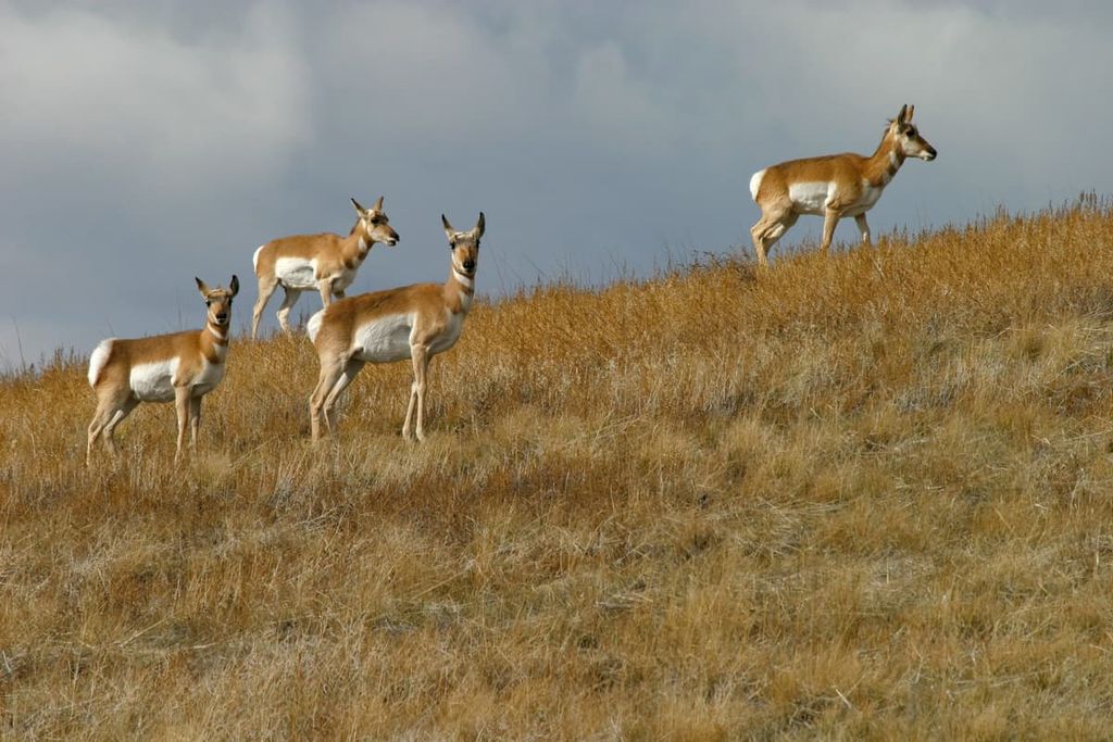 Medicine Bow National Forest