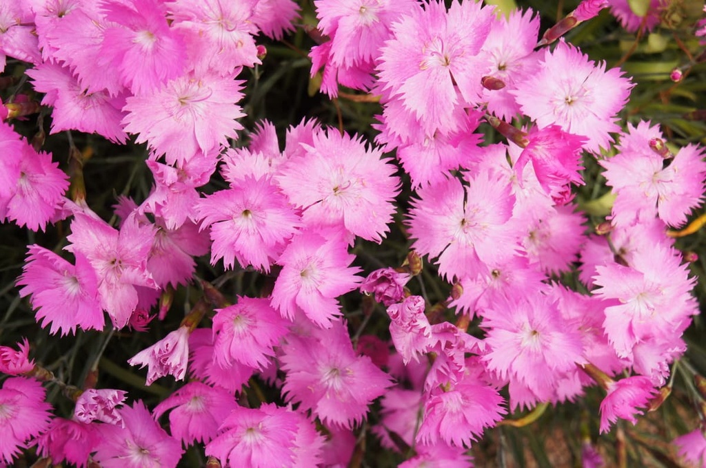 Dianthus gratianopolitanus Mendip Hills AONB, England