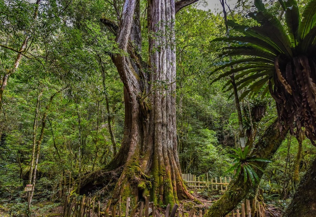Giant Tree, Miaoli County, Taiwan
