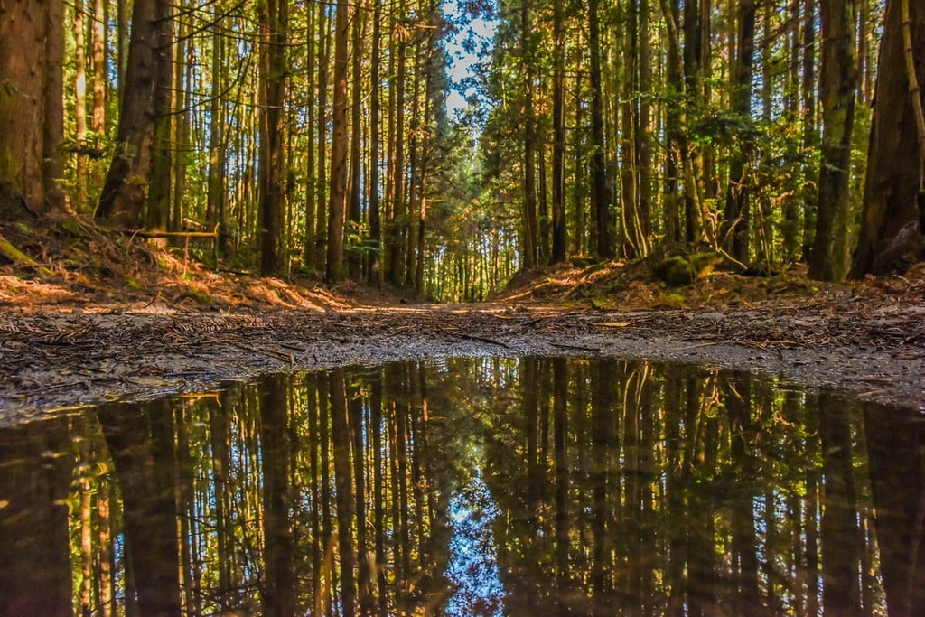 Si-Ma-Hsian Forest Trail, Miaoli County, Taiwan