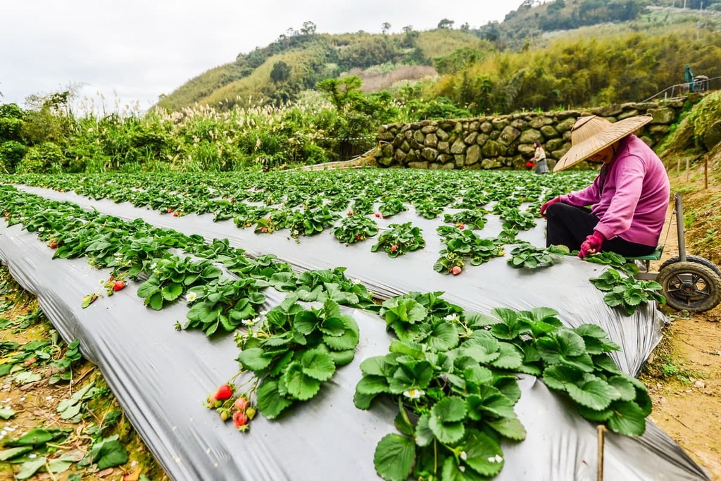 Strawberry Fields, Miaoli County, Taiwan