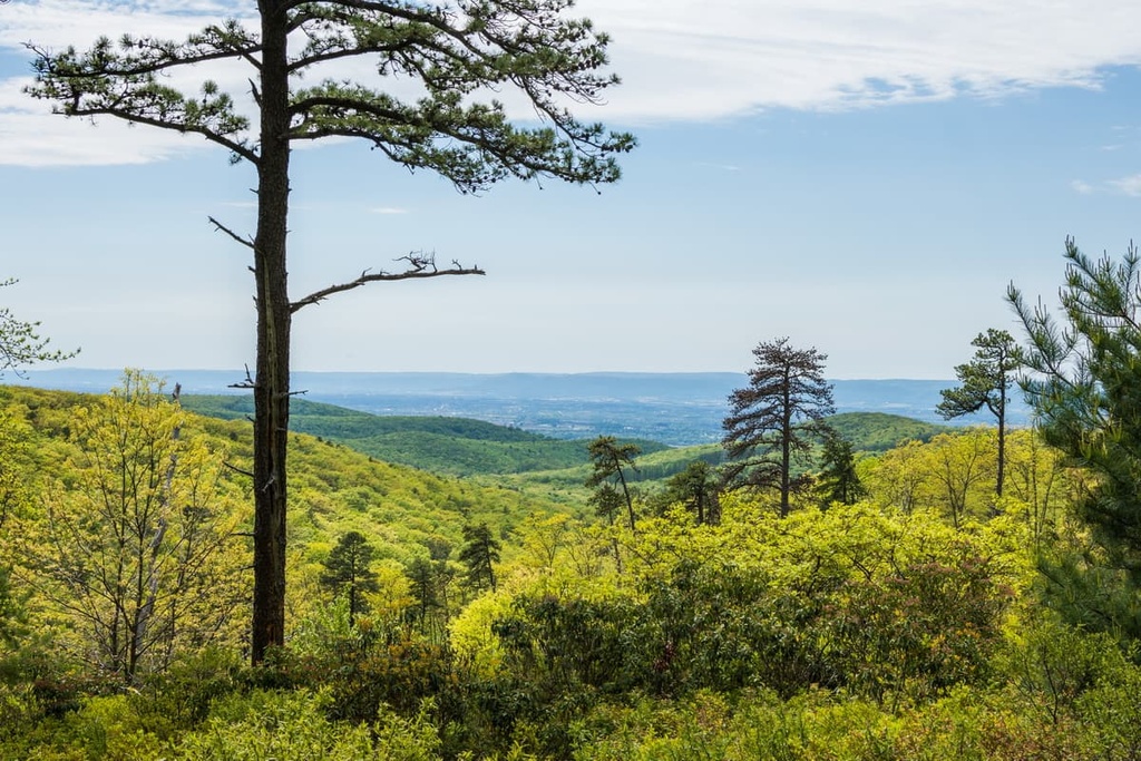 Michaux State Forest