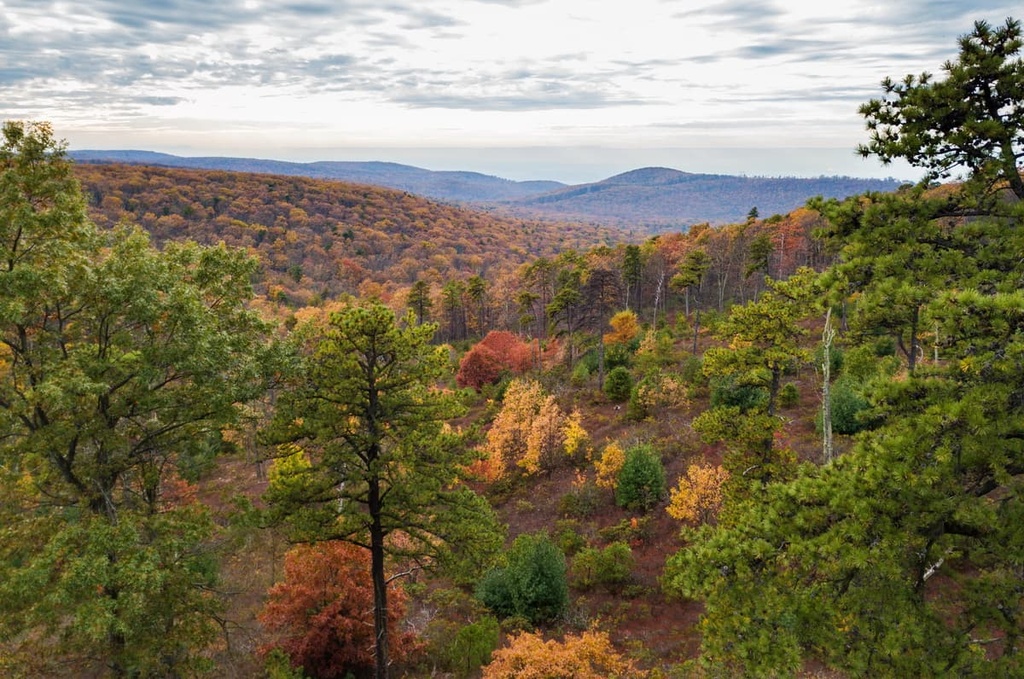 Michaux State Forest