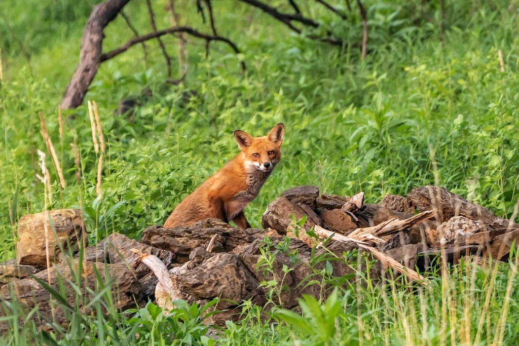 Michaux State Forest, Pennsylvania