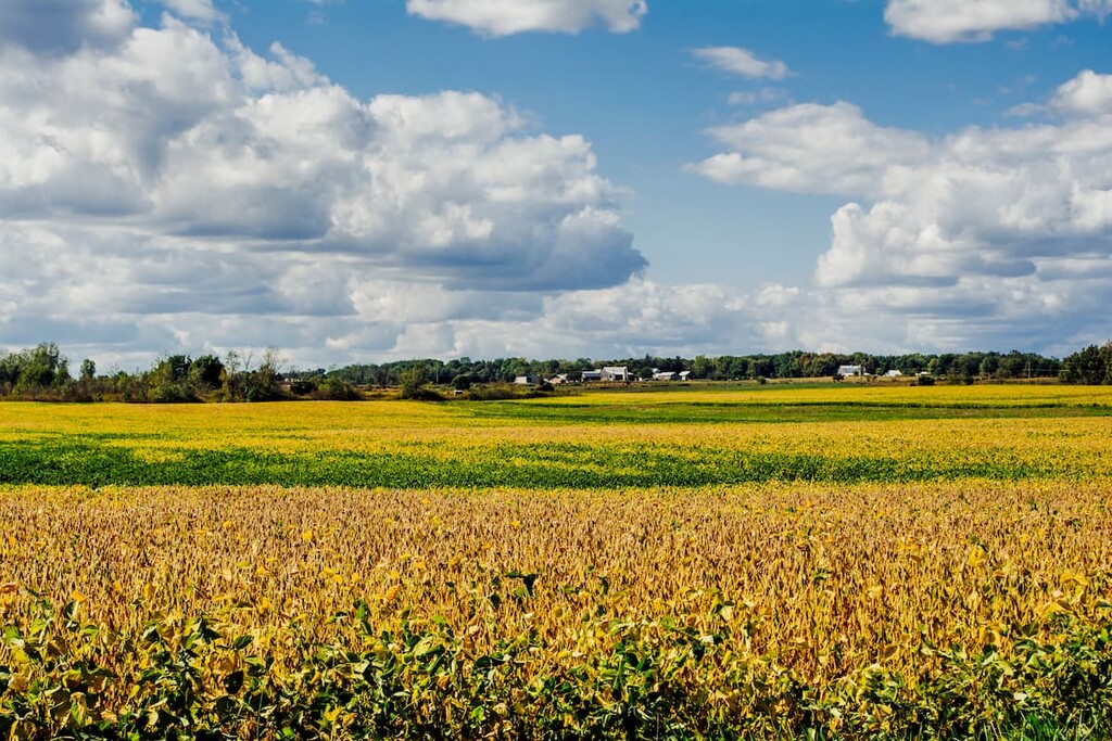 Ripening Soybean Field in Southern Michigan