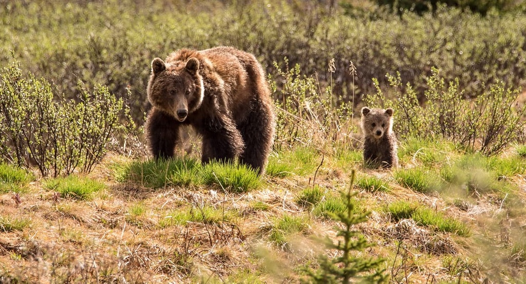 bears, Miette Range, Alberta
