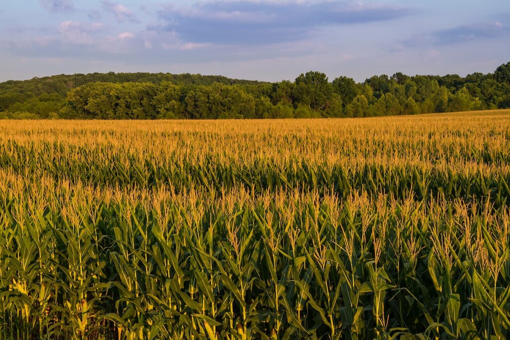 Western Corn Belt Plains, Missouri