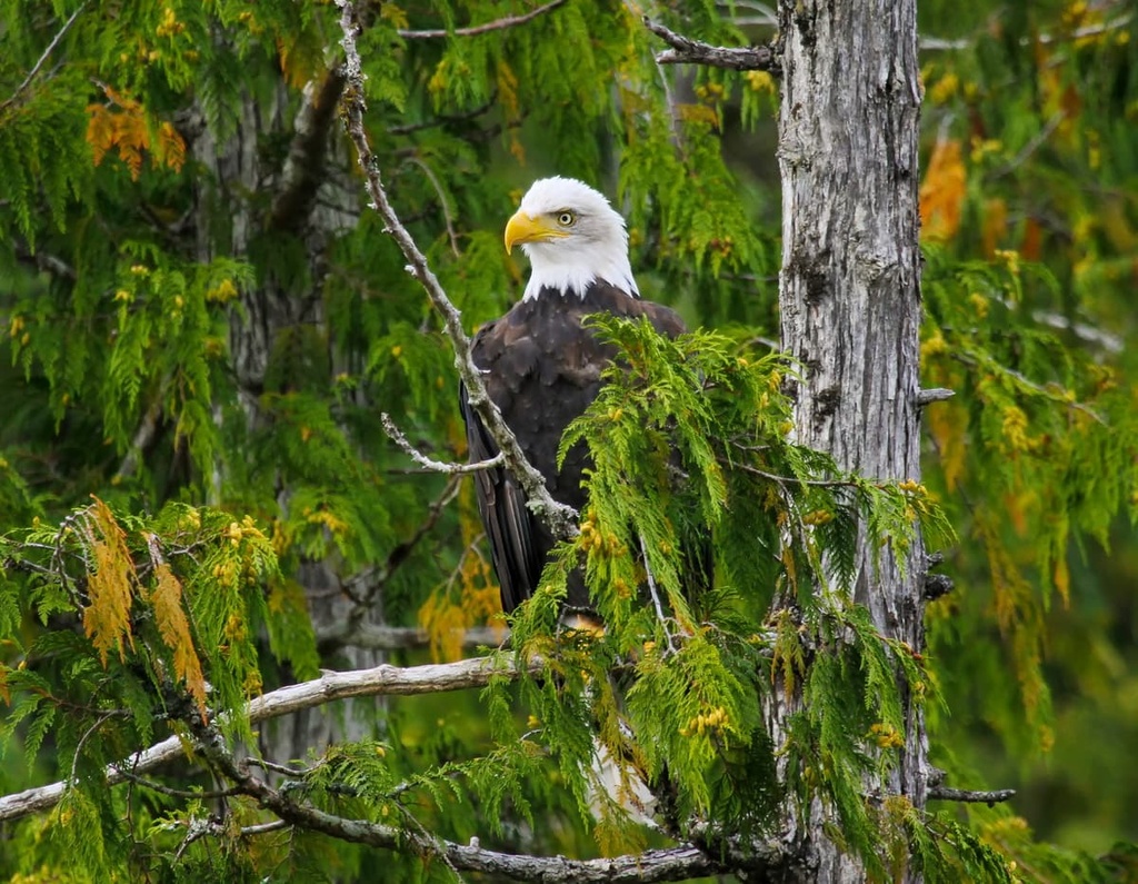 Misty Fjords National Monument Wilderness, Alaska