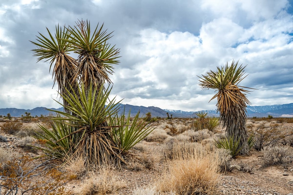 Cactus-Yucca, Mojave National Preserve, California