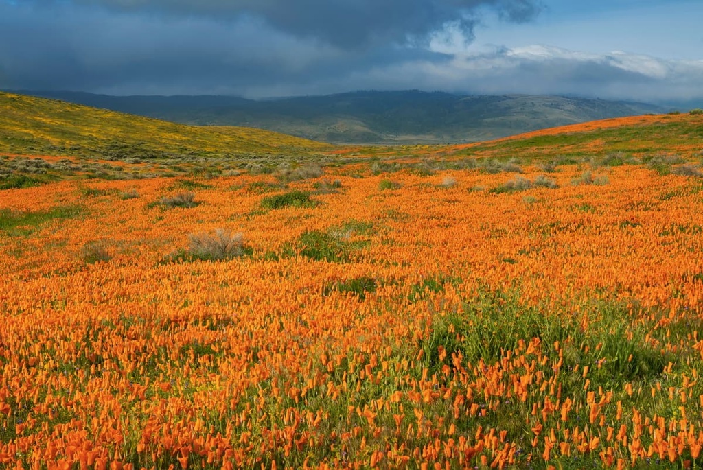 Desert blooms, Mojave National Preserve, California