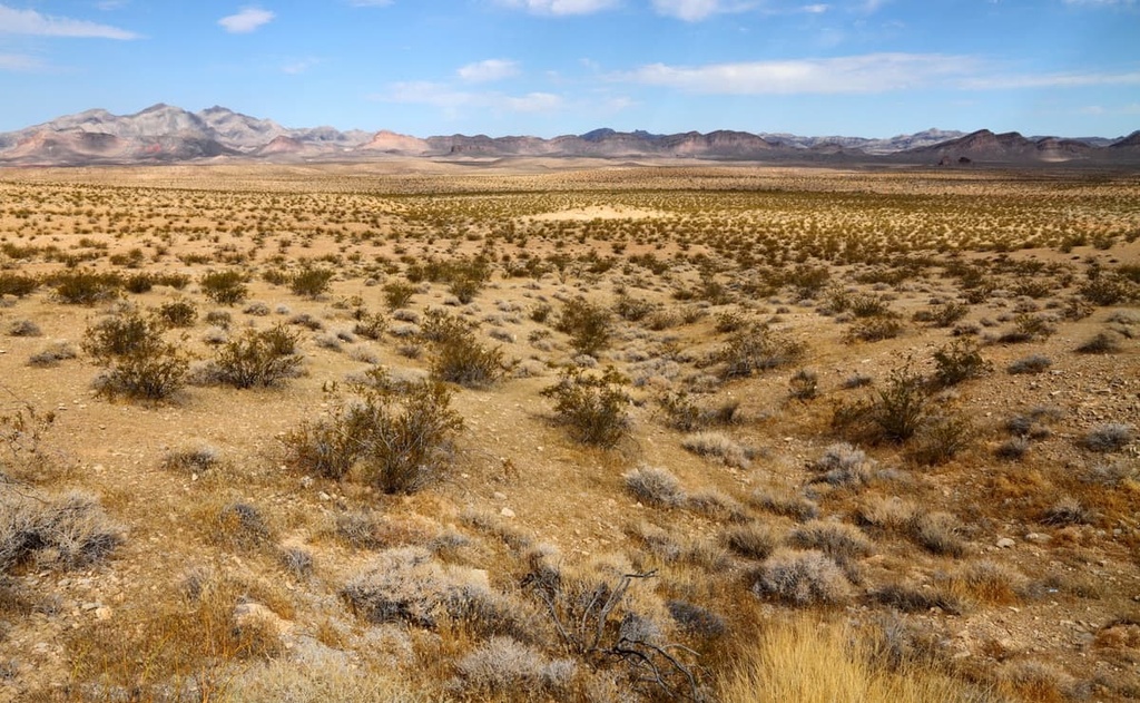  Mojave National Preserve, California