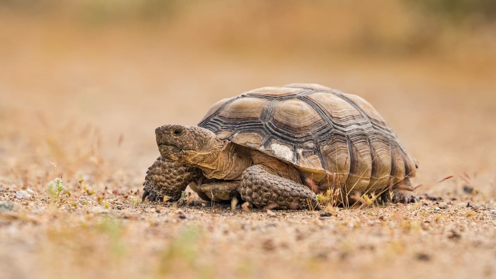 Desert tortoise, Mojave National Preserve, California