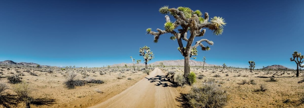 Joshua Tree, Mojave National Preserve, California