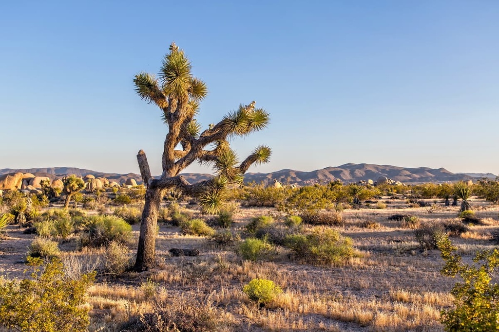 Pinyon, Mojave National Preserve, California