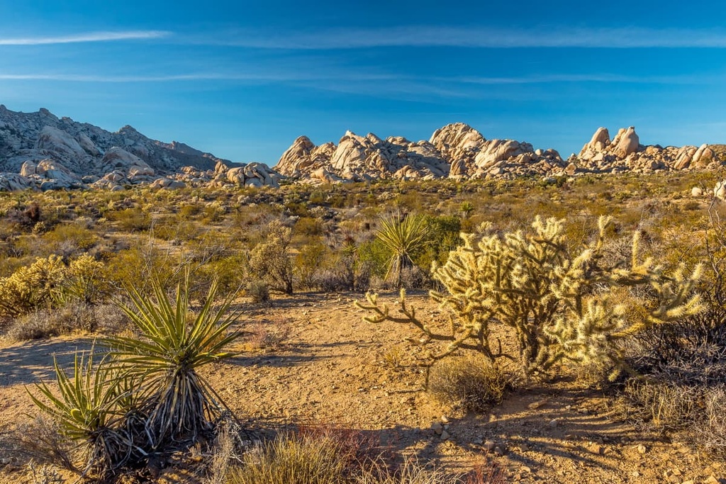  Mojave National Preserve, California