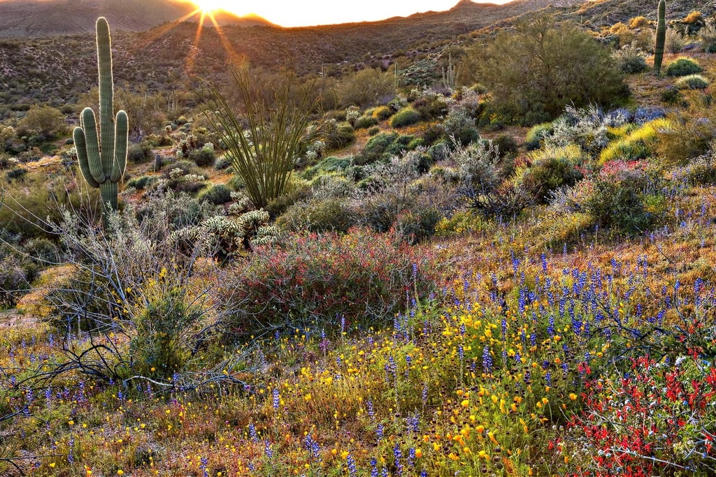 Blooming Desert, Mojave Trails National Monument, California