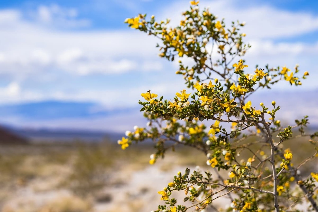 Creosote bush, Mojave Trails National Monument, California