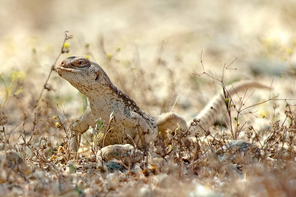 Desert iguana, Mojave Trails National Monument, California