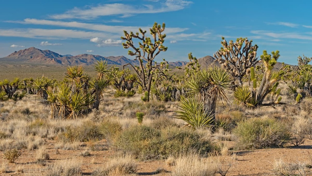  Joshua trees, Mojave Wilderness, California