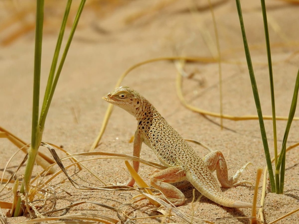  Mojave Fringe-toed lizard, Mojave Wilderness, California