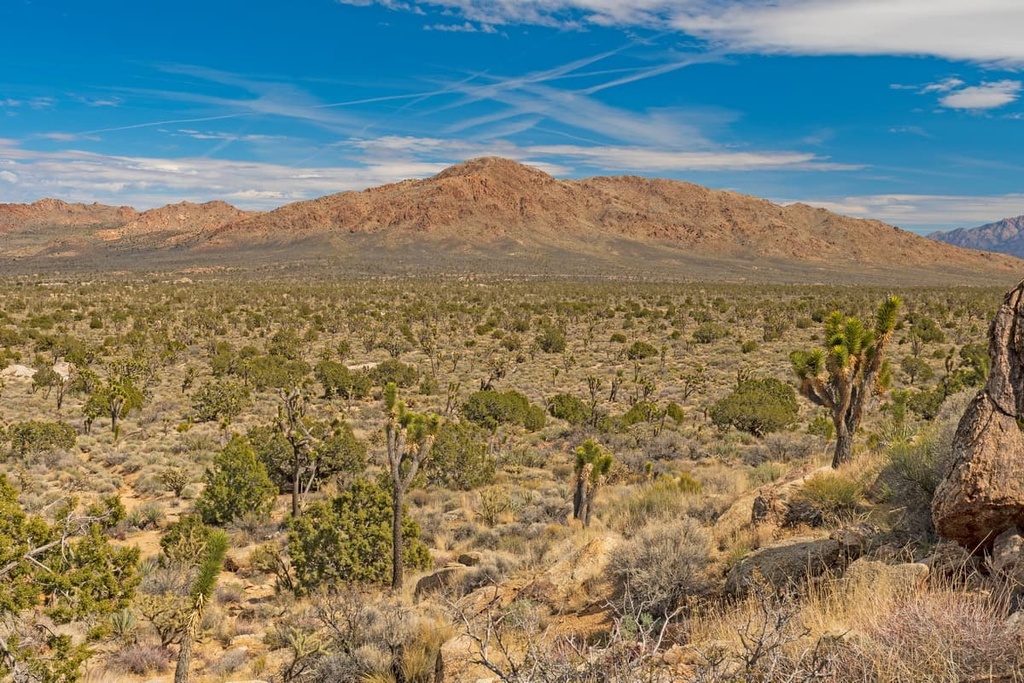 Mojave Wilderness, California