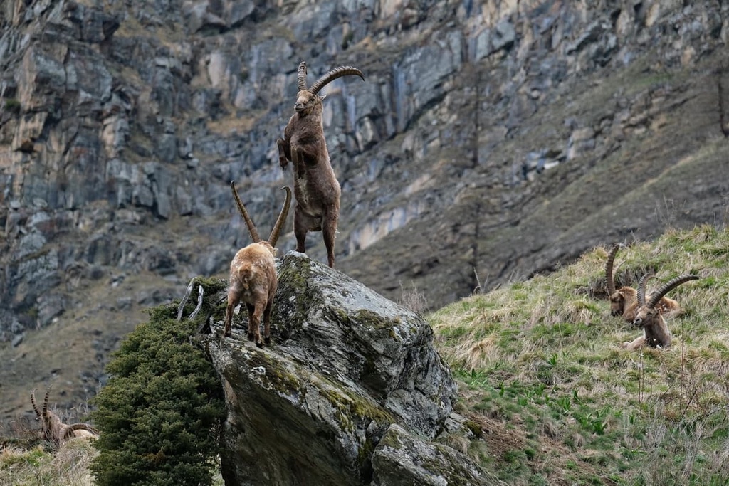 Mont Avic Natural Park, Italy