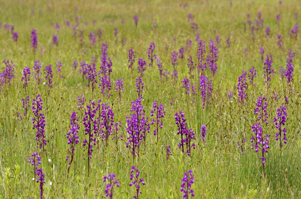 Monte Acuto - Poggio Grande - Rio Torsero, Italy