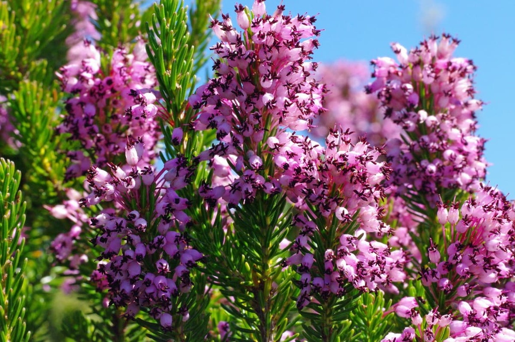 Monti Aurunci Nature Park, Lazio, Italy