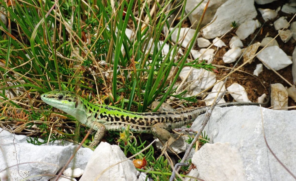 Monti Aurunci Nature Park, Lazio, Italy