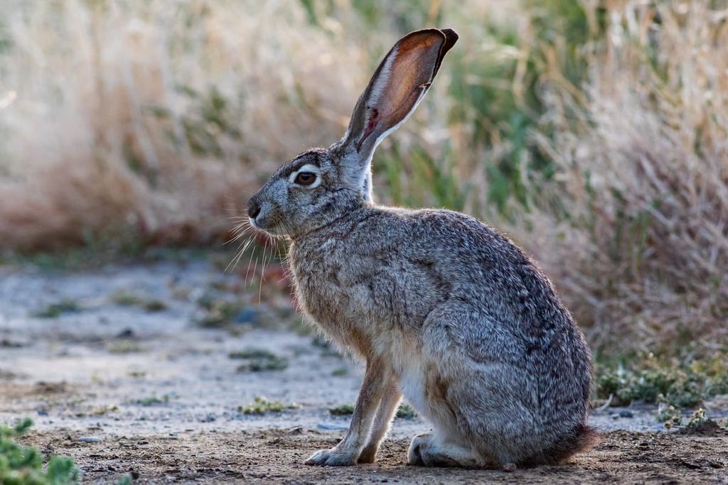 Black-tailed jackrabbits, Mount Charleston Wilderness, Nevada