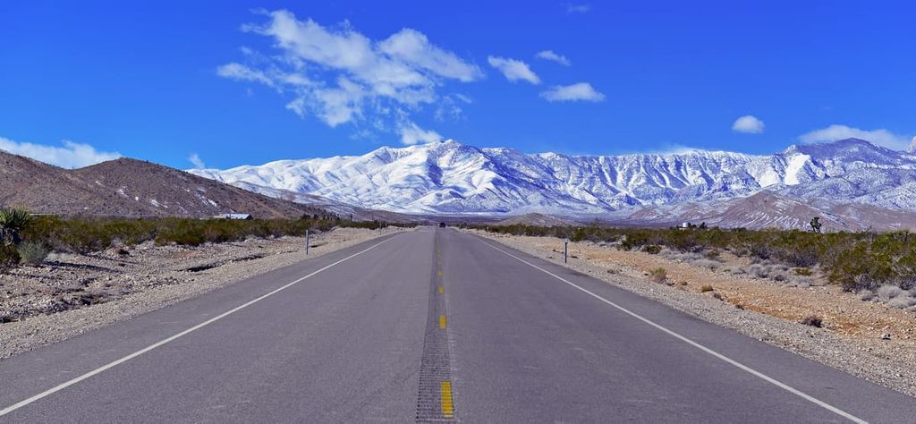 Black-tailed jackrabbits, Mount Charleston Wilderness, Nevada